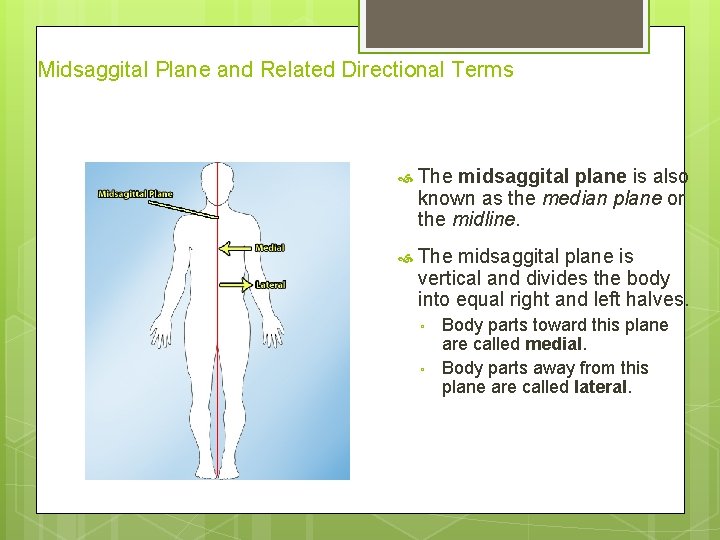 Midsaggital Plane and Related Directional Terms The midsaggital plane is also known as the
