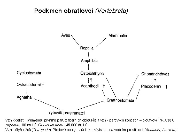 Podkmen obratlovci (Vertebrata) Vznik čelistí (přeměnou prvního páru žaberních oblouků) a vznik párových končetin