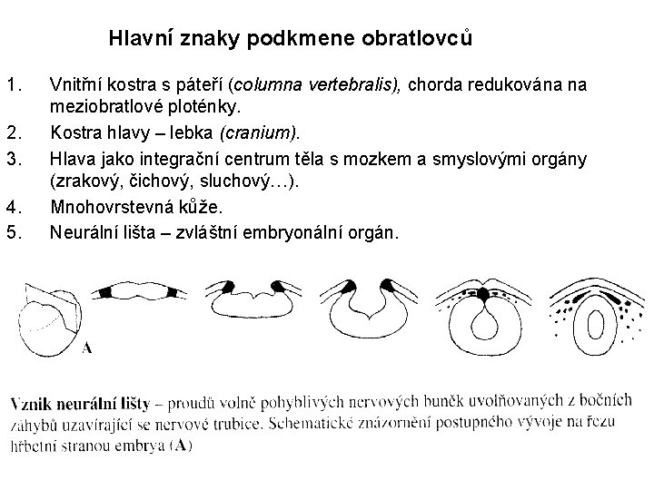 Hlavní znaky podkmene obratlovců 1. 2. 3. 4. 5. Vnitřní kostra s páteří (columna