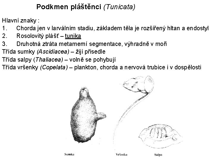 Podkmen pláštěnci (Tunicata) Hlavní znaky : 1. Chorda jen v larválním stadiu, základem těla