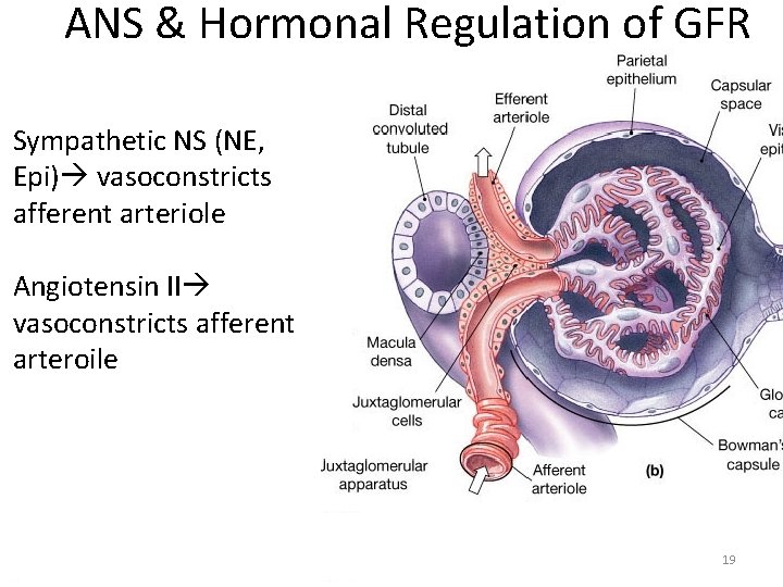 ANS & Hormonal Regulation of GFR Sympathetic NS (NE, Epi) vasoconstricts afferent arteriole Angiotensin