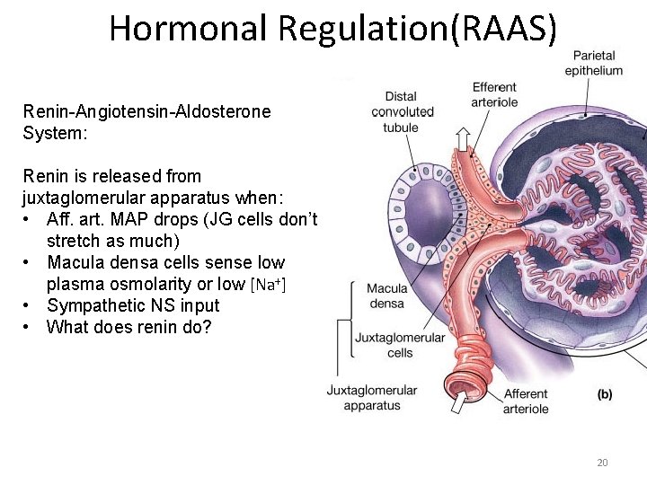 Hormonal Regulation(RAAS) Renin-Angiotensin-Aldosterone System: Renin is released from juxtaglomerular apparatus when: • Aff. art.