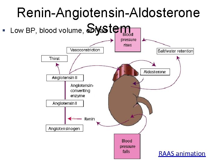 § Renin-Angiotensin-Aldosterone Low BP, blood volume, or Na+ System RAAS animation 