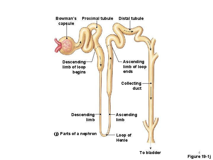 Bowman’s capsule Proximal tubule Descending limb of loop begins Distal tubule Ascending limb of