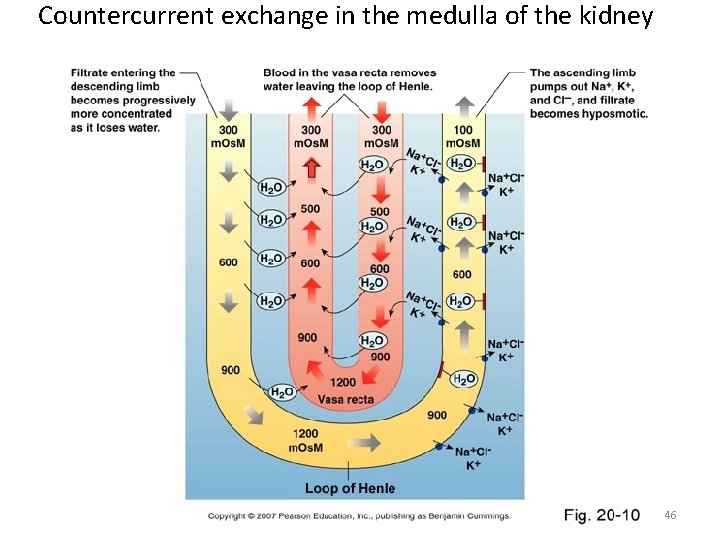 Countercurrent exchange in the medulla of the kidney 46 