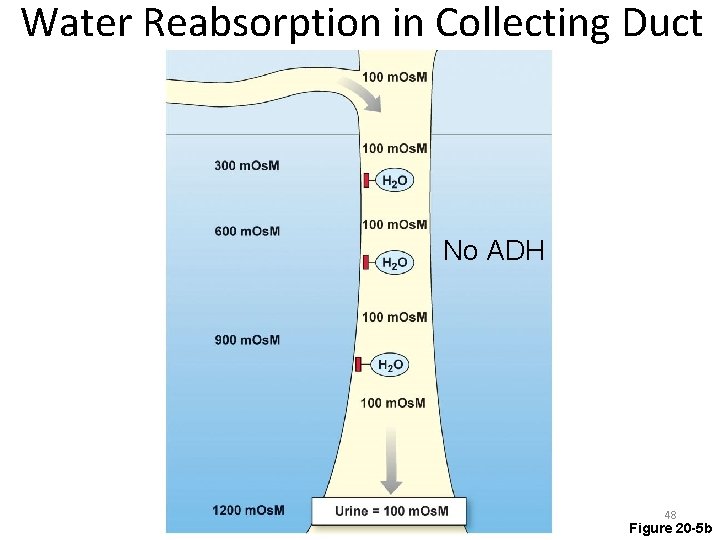 Water Reabsorption in Collecting Duct No ADH 48 Figure 20 -5 b 