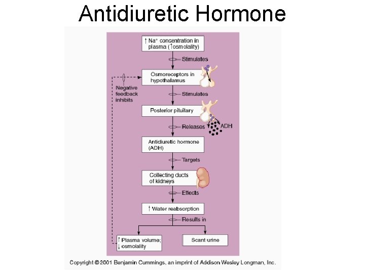 Antidiuretic Hormone 