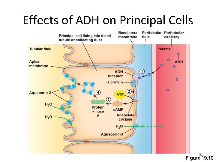 Effects of ADH on Principal Cells 51 Figure 19. 10 