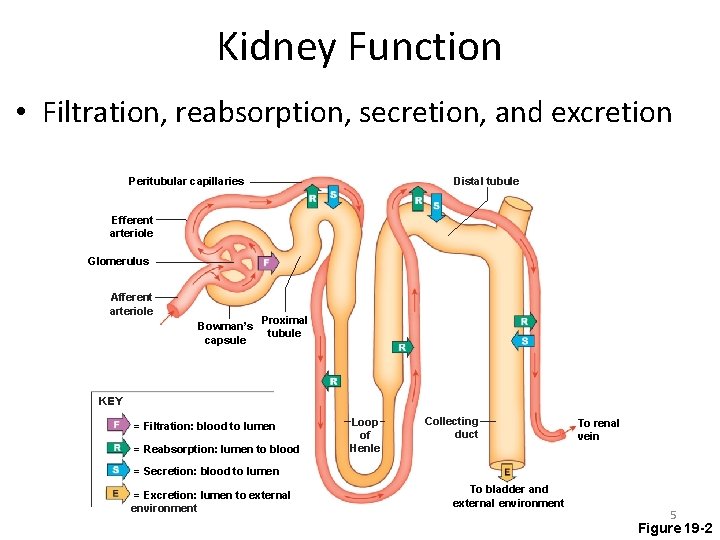 Kidney Function • Filtration, reabsorption, secretion, and excretion Distal tubule Peritubular capillaries Efferent arteriole