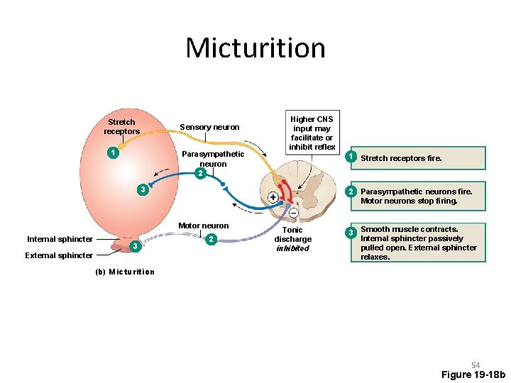 Micturition Stretch receptors Sensory neuron 1 Parasympathetic neuron 2 Higher CNS input may facilitate