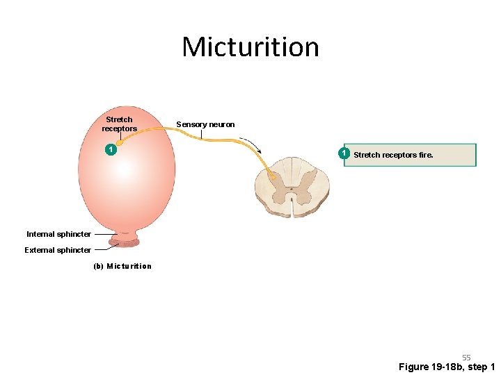 Micturition Stretch receptors 1 Sensory neuron 1 Stretch receptors fire. Internal sphincter External sphincter