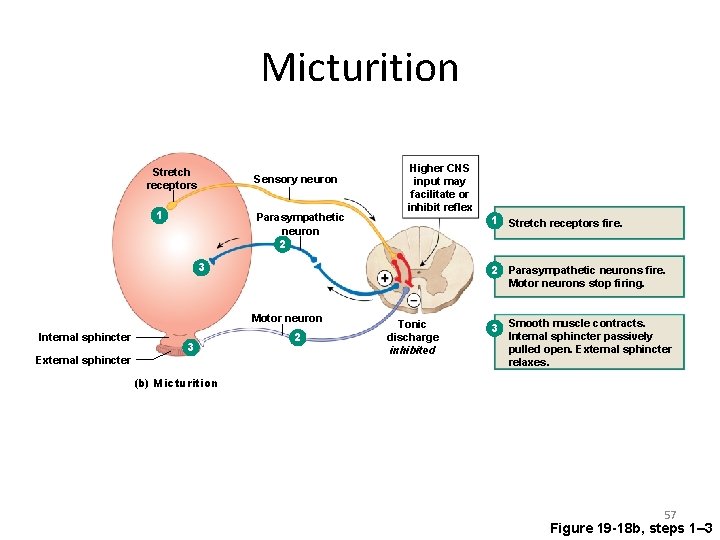 Micturition Stretch receptors Sensory neuron 1 Parasympathetic neuron 2 Higher CNS input may facilitate