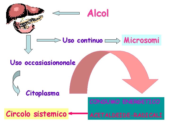 Alcol Uso continuo Microsomi Uso occasiasiononale Citoplasma Circolo sistemico CONSUMO ENERGETICO ACETALDEIDE-RADICALI 