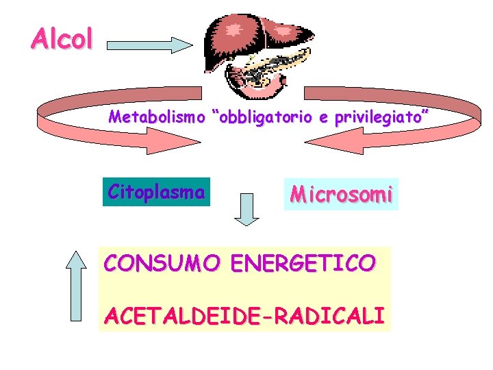 Alcol Metabolismo “obbligatorio e privilegiato” Citoplasma Microsomi CONSUMO ENERGETICO ACETALDEIDE-RADICALI 