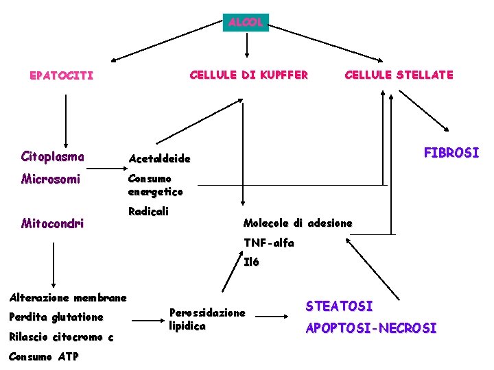 ALCOL CELLULE DI KUPFFER EPATOCITI Citoplasma Acetaldeide Microsomi Consumo energetico Mitocondri Radicali CELLULE STELLATE