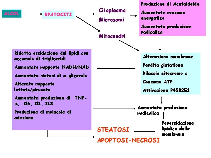 ALCOL EPATOCITI Produzione di Acetaldeide Citoplasma Aumentato consumo energetico Microsomi Aumentata produzione radicalica Mitocondri