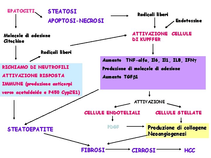 EPATOCITI STEATOSI Radicali liberi APOPTOSI-NECROSI Endotossine ATTIVAZIONE CELLULE DI KUPFFER Molecole di adesione Citochine