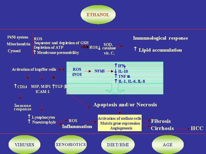 ETHANOL P 450 system ROS Mitochondria Sequester and depletion of GSH , SOD, Depletion