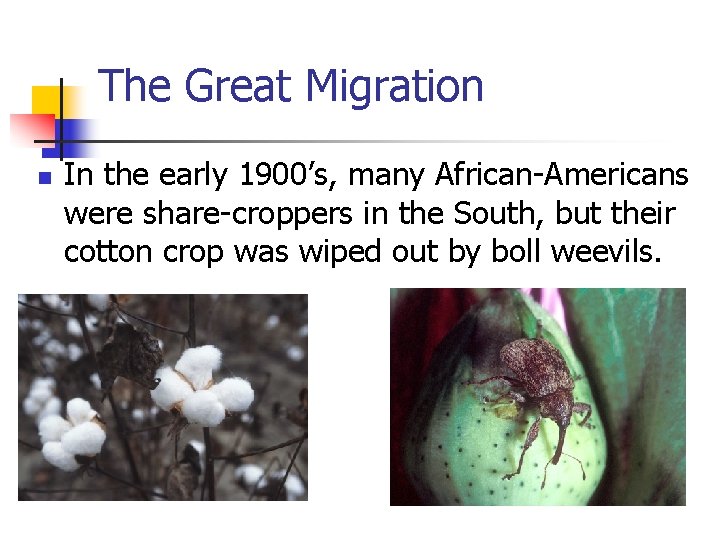 The Great Migration n In the early 1900’s, many African-Americans were share-croppers in the