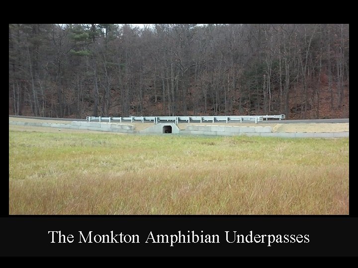 The Monkton Amphibian Underpasses 