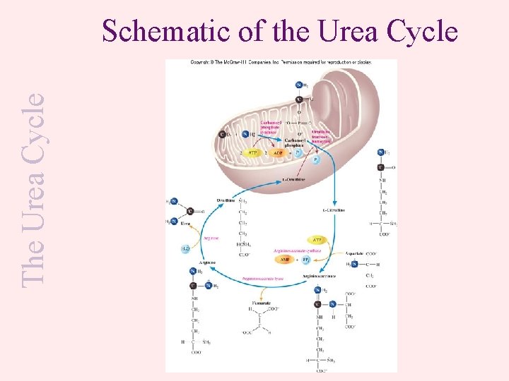 The Urea Cycle Schematic of the Urea Cycle 