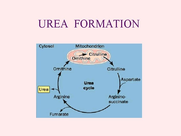 UREA FORMATION 