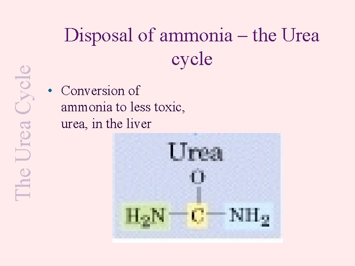The Urea Cycle Disposal of ammonia – the Urea cycle • Conversion of ammonia