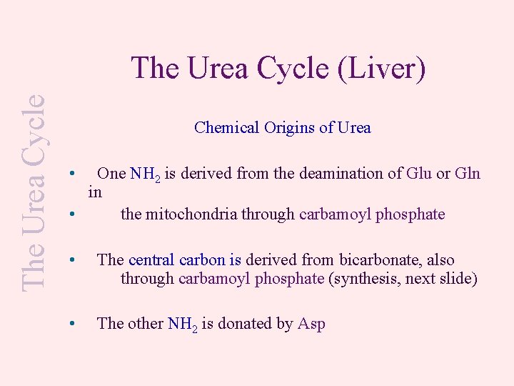 The Urea Cycle (Liver) Chemical Origins of Urea • One NH 2 is derived