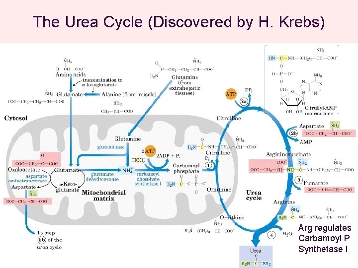 The Urea Cycle (Discovered by H. Krebs) Arg regulates Carbamoyl P Synthetase I Biochemistry