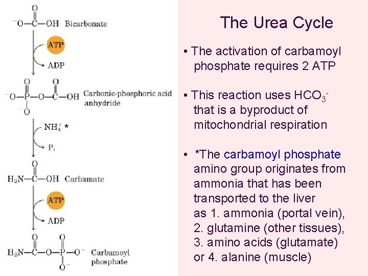 The Urea Cycle • The activation of carbamoyl phosphate requires 2 ATP * •