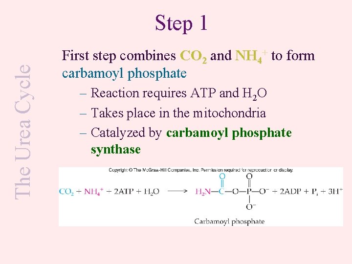 The Urea Cycle Step 1 First step combines CO 2 and NH 4+ to