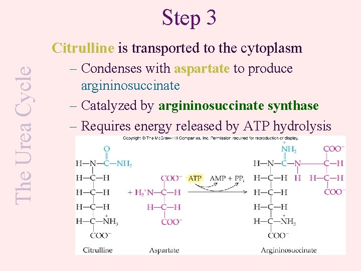 Step 3 The Urea Cycle Citrulline is transported to the cytoplasm – Condenses with