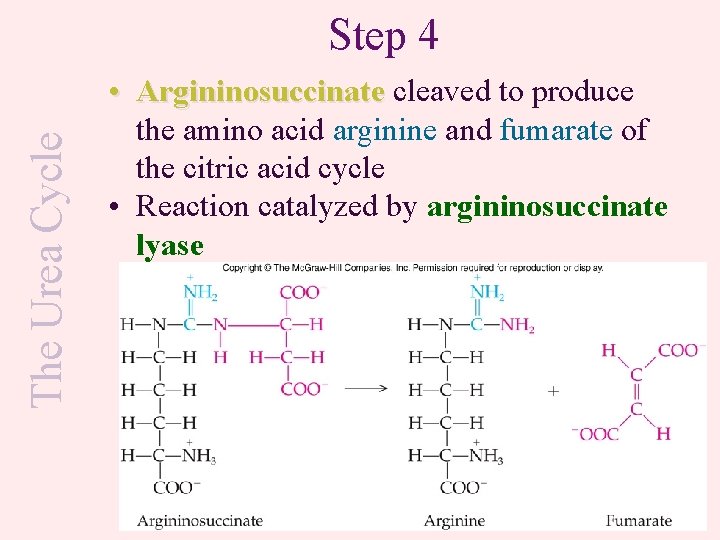 The Urea Cycle Step 4 • Argininosuccinate cleaved to produce the amino acid arginine