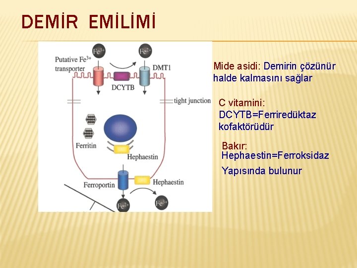 DEMİR EMİLİMİ Mide asidi: Demirin çözünür halde kalmasını sağlar C vitamini: DCYTB=Ferriredüktaz kofaktörüdür Bakır: