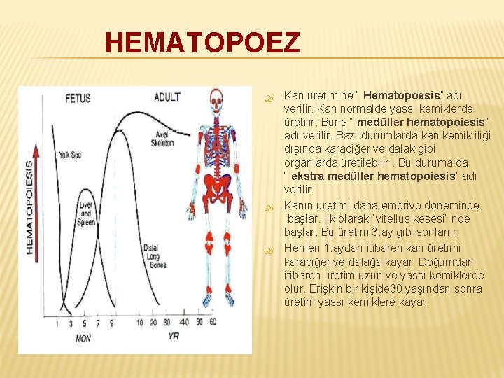 HEMATOPOEZ Kan üretimine “ Hematopoesis” adı verilir. Kan normalde yassı kemiklerde üretilir. Buna “
