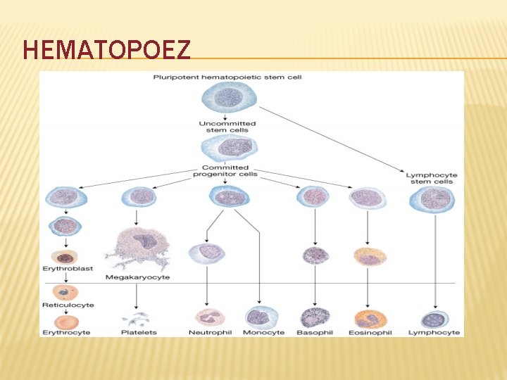 HEMATOPOEZ 