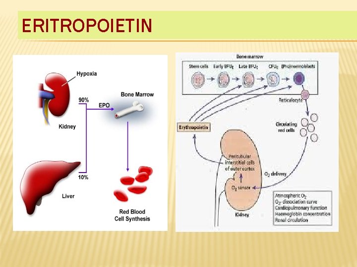 ERITROPOIETIN 