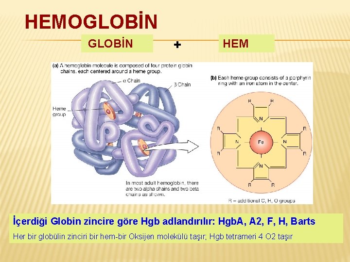 HEMOGLOBİN + HEM İçerdiği Globin zincire göre Hgb adlandırılır: Hgb. A, A 2, F,