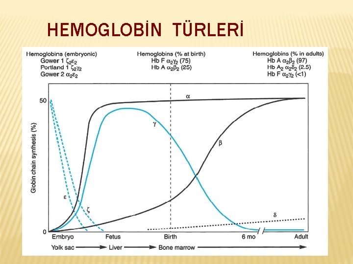HEMOGLOBİN TÜRLERİ 
