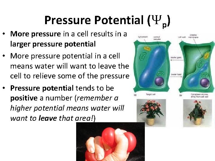 Pressure Potential (Ψp) • More pressure in a cell results in a larger pressure