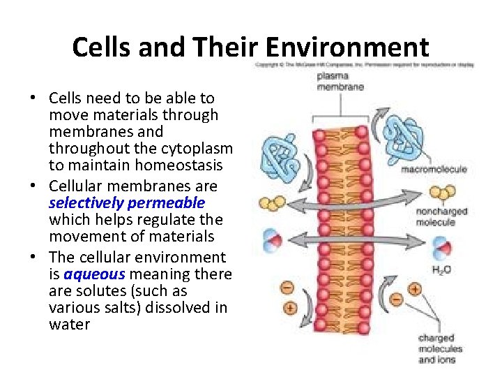 Cells and Their Environment • Cells need to be able to move materials through