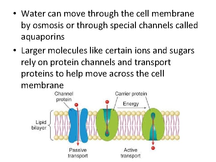  • Water can move through the cell membrane by osmosis or through special