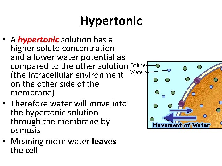 Hypertonic • A hypertonic solution has a higher solute concentration and a lower water