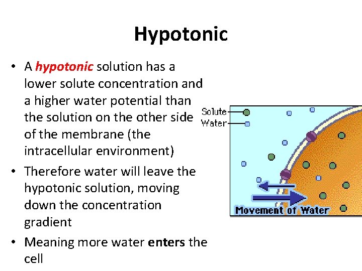 Hypotonic • A hypotonic solution has a lower solute concentration and a higher water