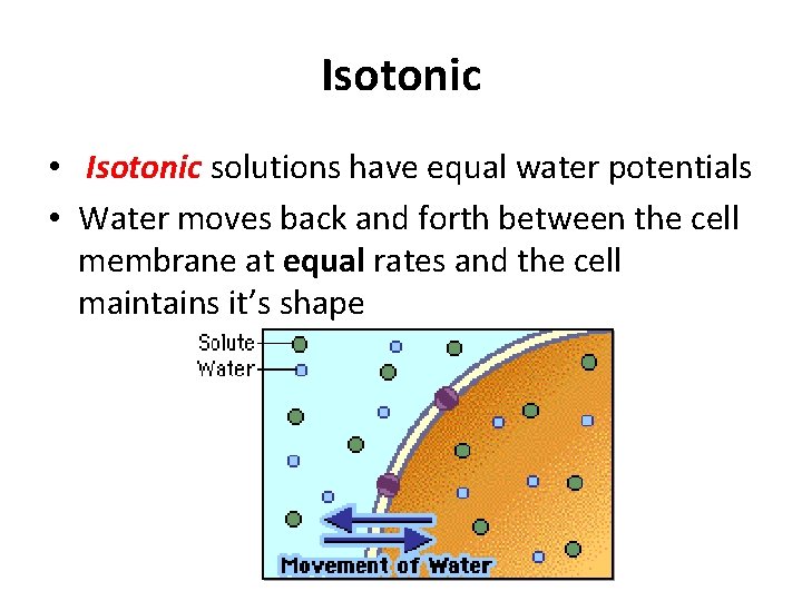 Isotonic • Isotonic solutions have equal water potentials • Water moves back and forth