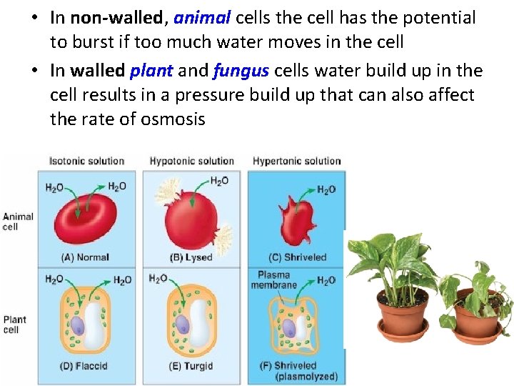  • In non-walled, animal cells the cell has the potential to burst if