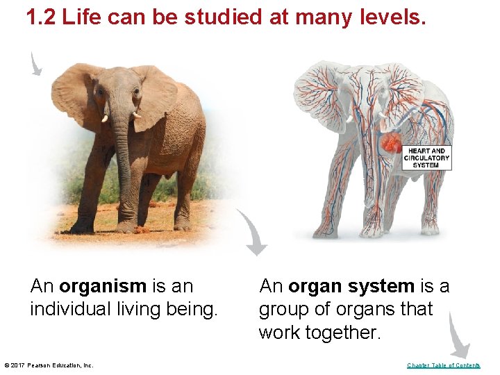 1. 2 Life can be studied at many levels. An organism is an individual 1. 2 Life can be studied at many levels. An organism is an individual