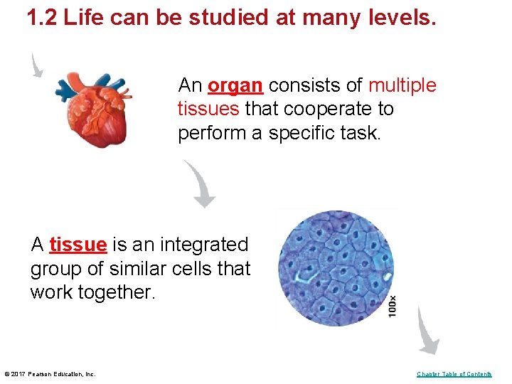 1. 2 Life can be studied at many levels. An organ consists of multiple 1. 2 Life can be studied at many levels. An organ consists of multiple