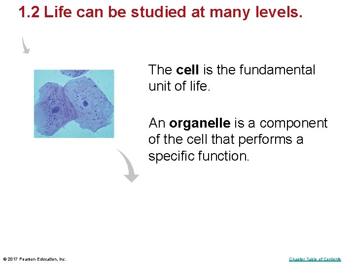 1. 2 Life can be studied at many levels. The cell is the fundamental 1. 2 Life can be studied at many levels. The cell is the fundamental