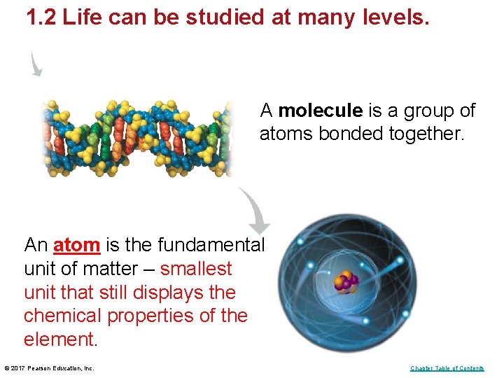 1. 2 Life can be studied at many levels. A molecule is a group 1. 2 Life can be studied at many levels. A molecule is a group